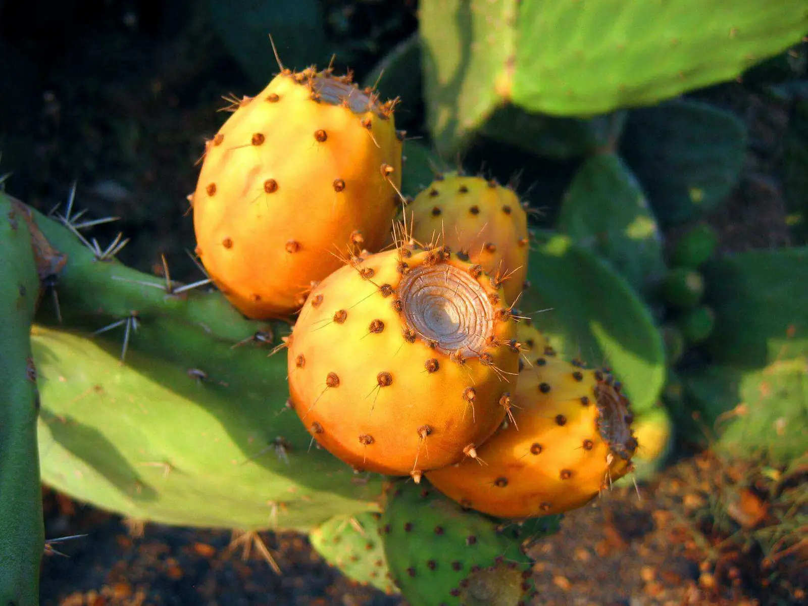 Pure Prickly Pear Seed Oil